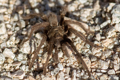 Aphonopelma iodius