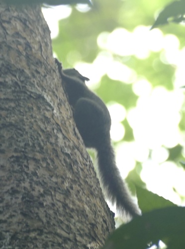 ウスイロマメリス