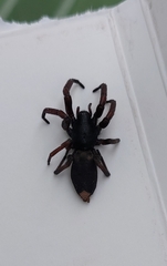 Lampona cylindrata