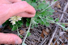 Xanthosia