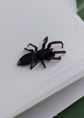 Lampona cylindrata