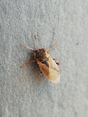 Geocoris pallens