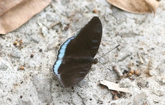 Tanaecia whiteheadi