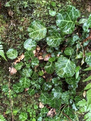 Shortia rotundifolia
