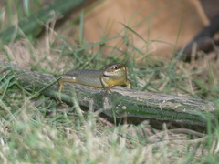 Trachylepis thomensis