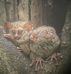 Tarsius spectrumgurskyae