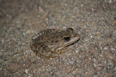 Lithobates yavapaiensis