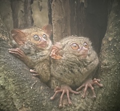 Tarsius spectrumgurskyae