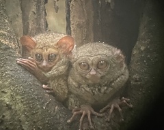 Tarsius spectrumgurskyae