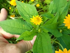 Melampodium divaricatum