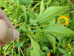 Melampodium divaricatum