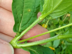 Melampodium divaricatum