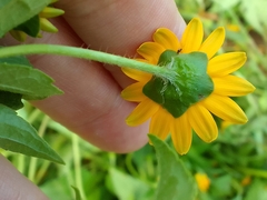 Melampodium divaricatum