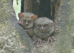 Tarsius spectrumgurskyae