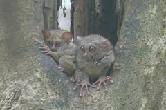 Tarsius spectrumgurskyae