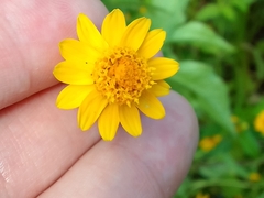 Melampodium divaricatum