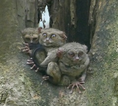 Tarsius spectrumgurskyae