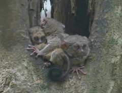 Tarsius spectrumgurskyae
