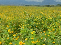 Melampodium divaricatum