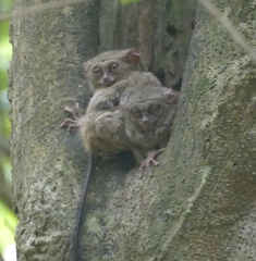 Tarsius spectrumgurskyae