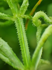 Galium aparine