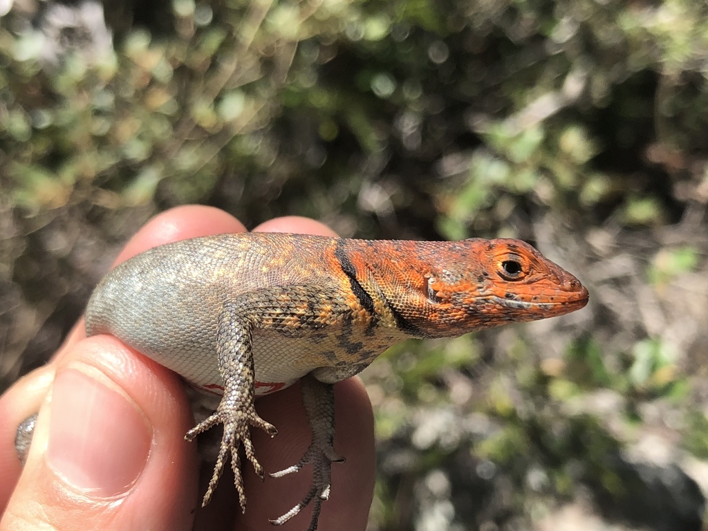 Etheridge's Lava Lizard