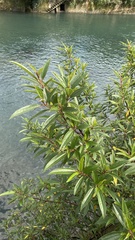 Boehmeria densiflora