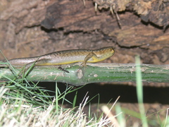 Trachylepis thomensis