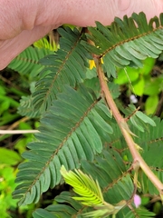 Chamaecrista mimosoides
