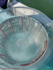 Chrysaora chesapeakei