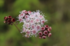 Ageratum elassocarpum