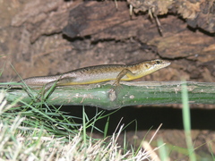 Trachylepis thomensis