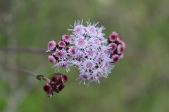 Ageratum elassocarpum