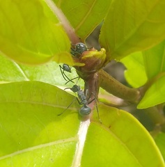 Polyrhachis militaris