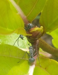 Polyrhachis militaris