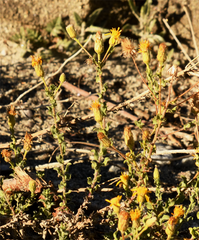 Heterotheca sessiliflora