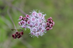Ageratum elassocarpum