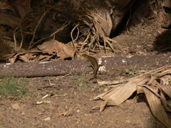 Trachylepis thomensis