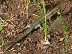 Trachylepis thomensis