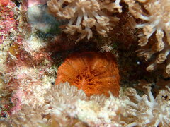 Homophyllia australis