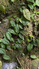 Ficus sarmentosa nipponica