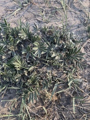 Potentilla hippiana