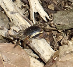 Sesarmidae