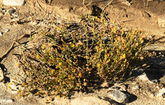 Heterotheca sessiliflora