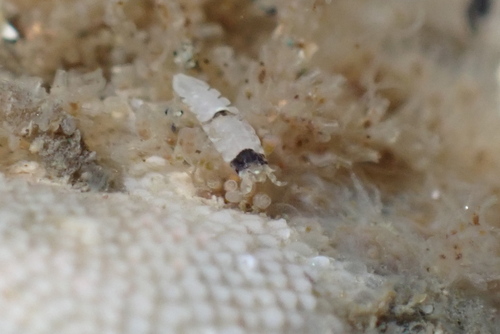 Joeropsis observed 2022-11-10