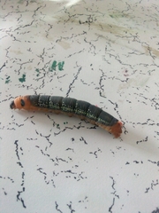 Daphnis nerii