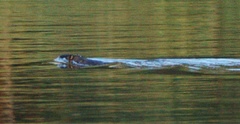 Hydromys chrysogaster
