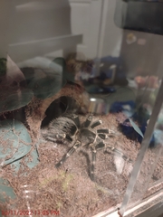 Grammostola pulchripes