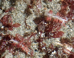Coryphella trilineata
