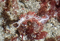 Coryphella trilineata